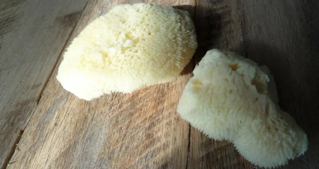 Ako vybrať menštruačnú špongiu?