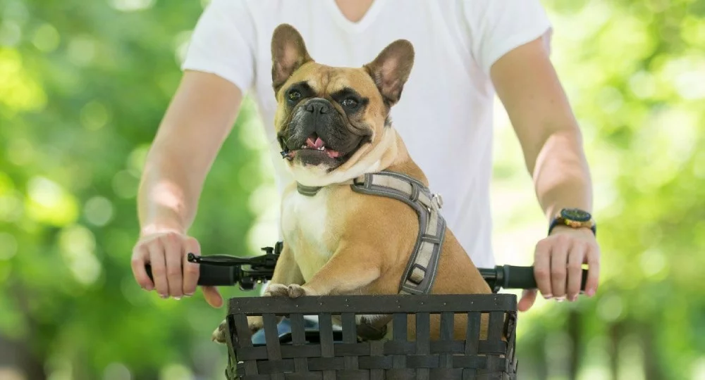 košík na bicykel pre psov